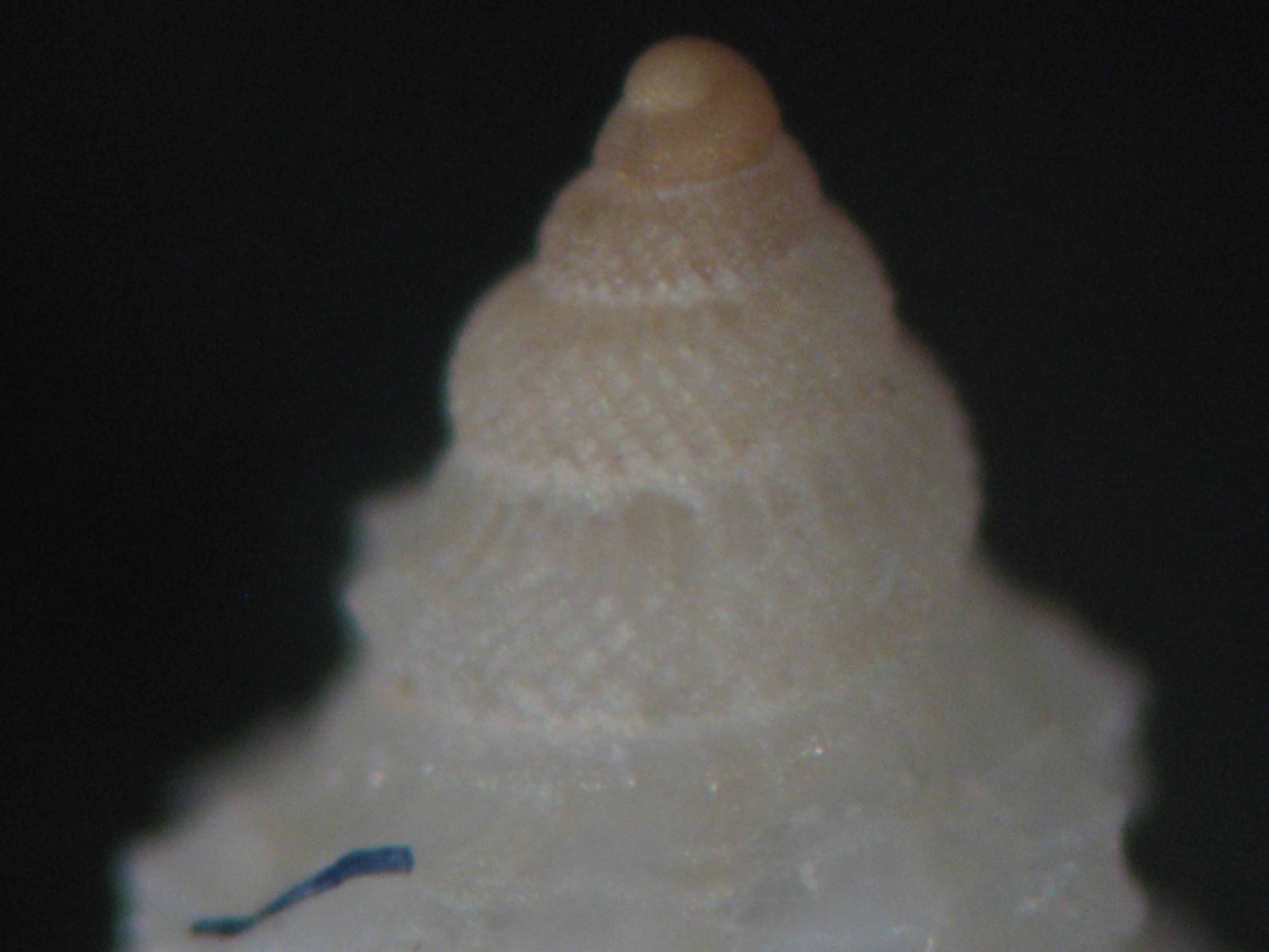 Pleurotomella gibbera